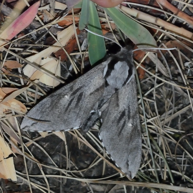 Hyloicus pinastri - fenyőszender