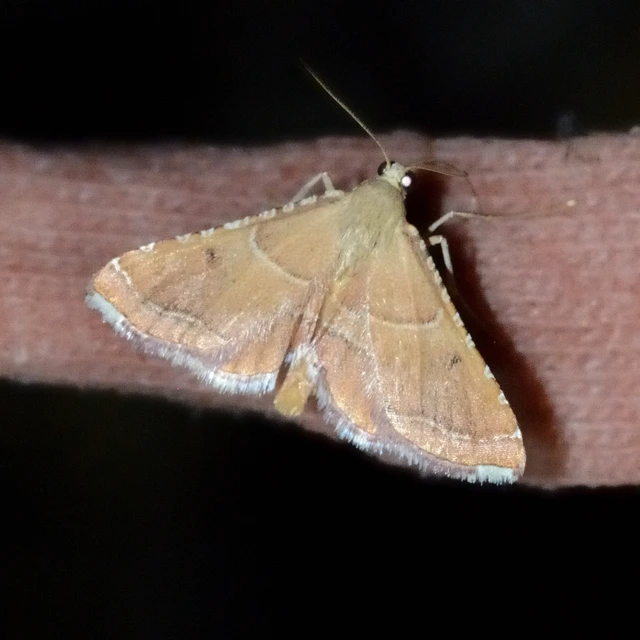 Endotricha flammealis - tüzesszárnyú fényilonca