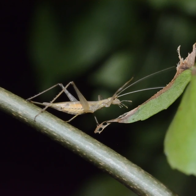 Oecanthus pellucens - pirregőtücsök