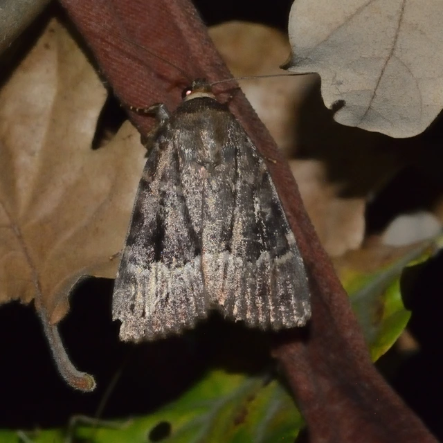 Amphipyra berbera/pyramidea
