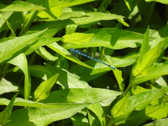Coenagrion puella - azúrkék légivadász