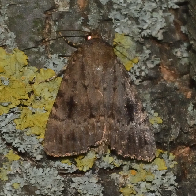 Amphipyra berbera/pyramidea