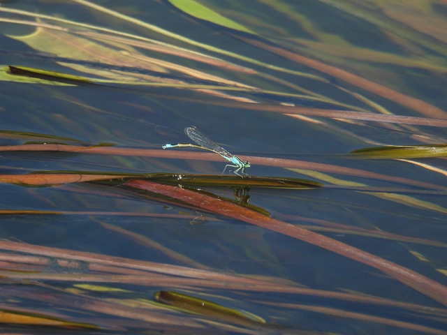 Ischnura elegans pontica - kéköves légivadász