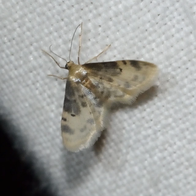 Idaea filicata - sötéttövű apróaraszoló