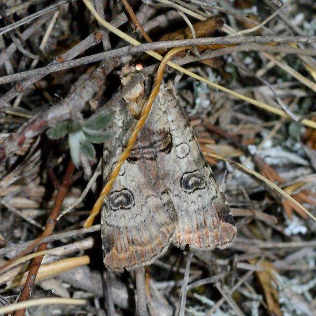 Epilecta linogrisea - karcsú sárgafűbagoly