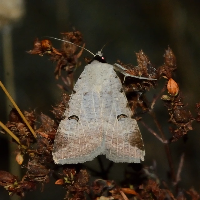 Lygephila craccae - gyakori csüdfűbagoly