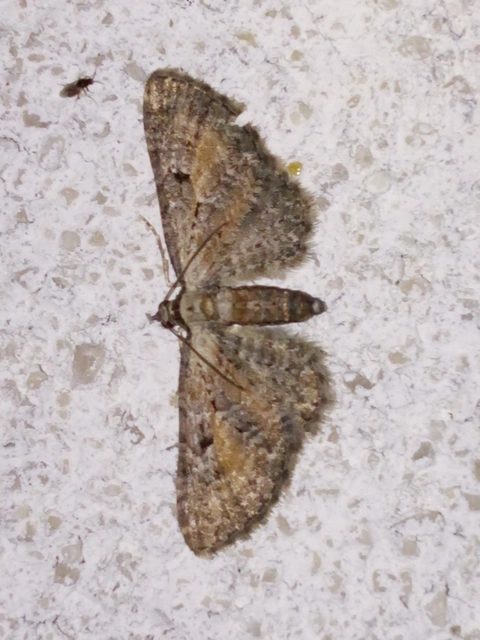 Eupithecia icterata - rozsdafoltos törpearaszoló