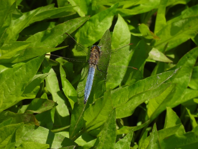 Orthetrum coerulescens - karcsú pásztorszitakötő