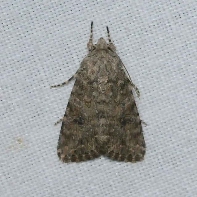 Hadula trifolii - lóherebagoly