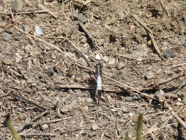 Orthetrum albistylum - fehérfarkú pásztorszitakötő