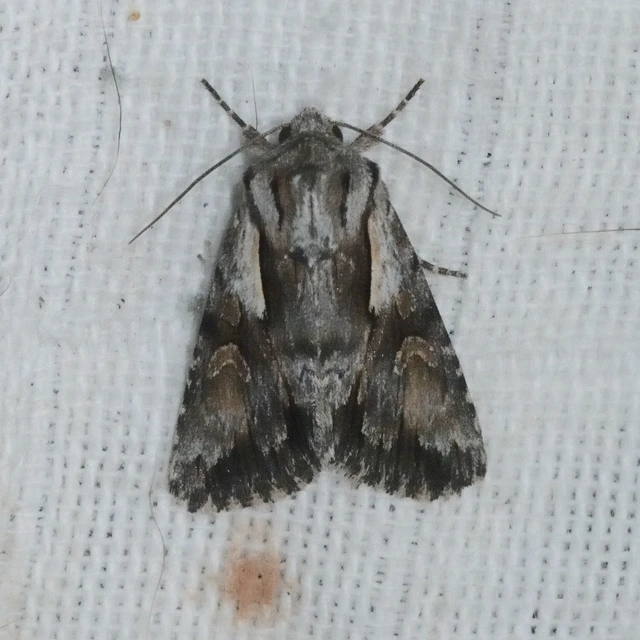 Chloantha hyperici - orbáncfű-sugarasbagoly