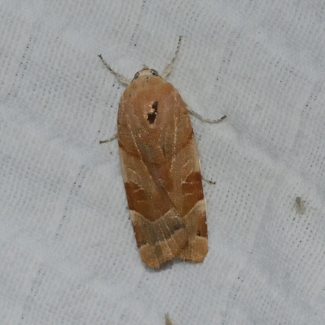 Noctua fimbriata - szélessávú sárgafűbagoly