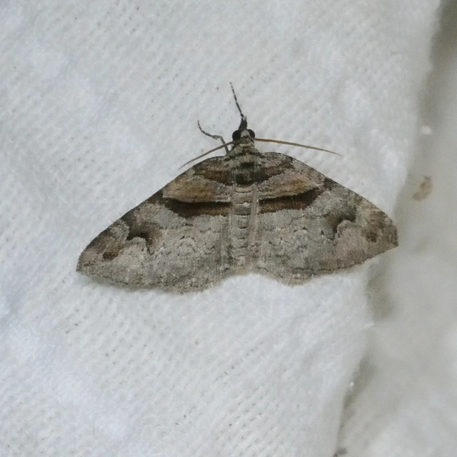 Pareulype berberata - sóskafa-tarkaaraszoló