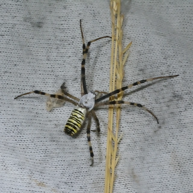 Argiope bruennichi - darázspók