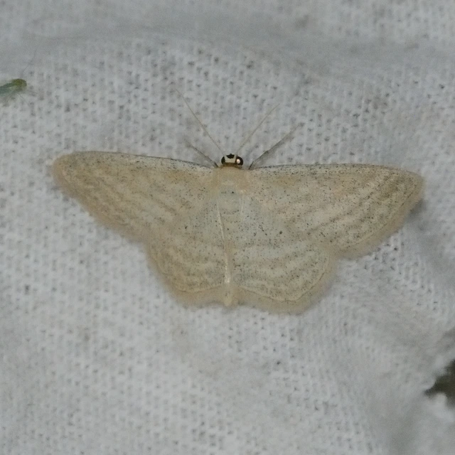 Scopula virgulata - vesszős sávosaraszoló