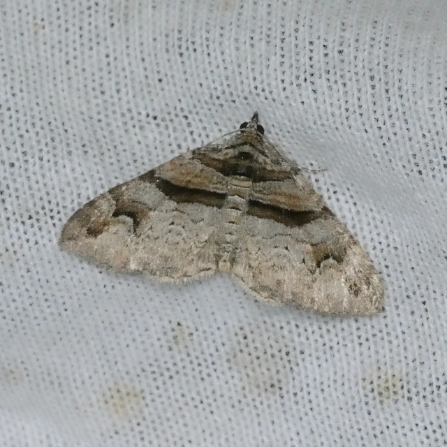 Pareulype berberata - sóskafa-tarkaaraszoló