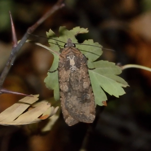 Peridroma saucia - vándor földibagoly