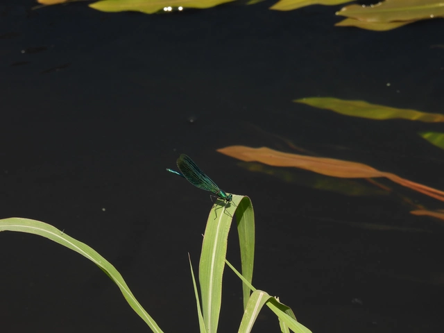 Calopteryx splendens - sávos szitakötő