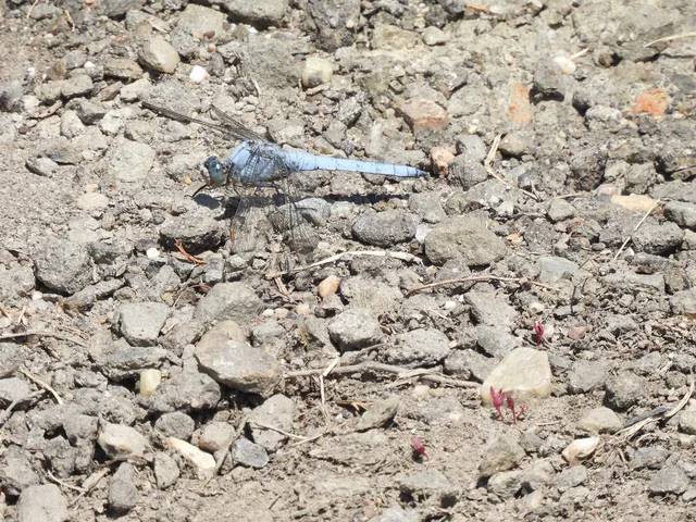 Orthetrum brunneum - pataki pásztorszitakötő