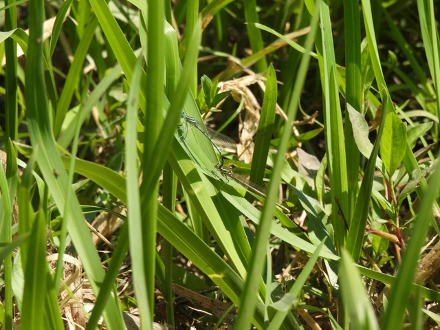 Platycnemis pennipes - széleslábú szitakötő