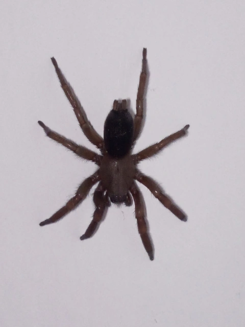 Scotophaeus
