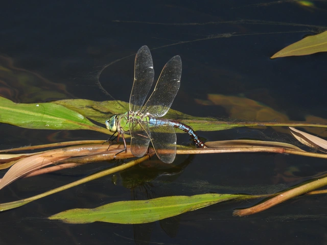 Anax imperator - zöld óriásacsa