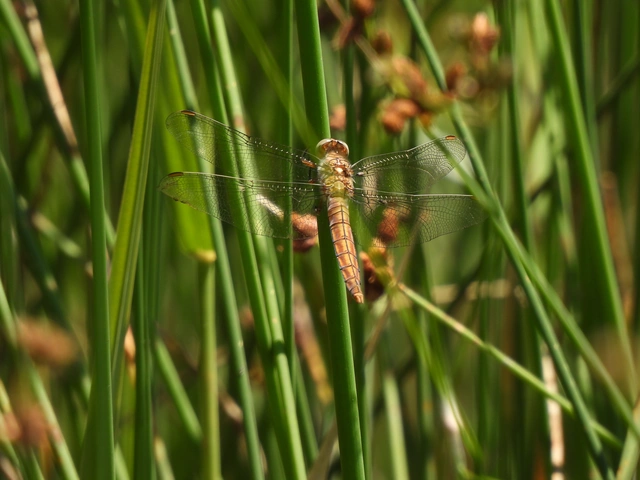 Orthetrum brunneum - pataki pásztorszitakötő