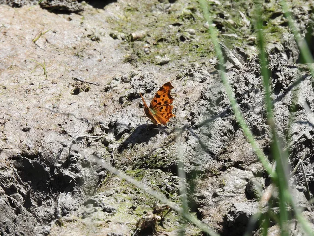 Nymphalis c-album - C-betűs lepke