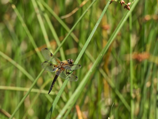 Libellula quadrimaculata - négyfoltos laposacsa
