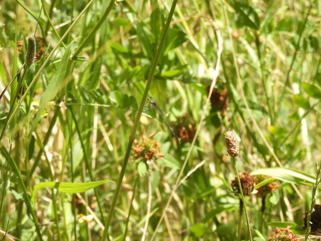 Platycnemis pennipes - széleslábú szitakötő
