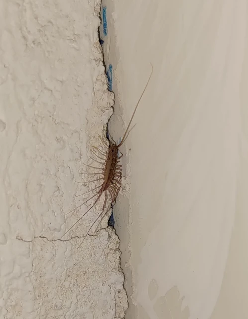 Scutigera coleoptrata - légyölő pókszázlábú