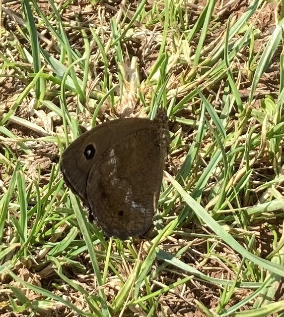 Minois dryas - fekete szemeslepke