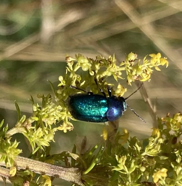 Cryptocephalus