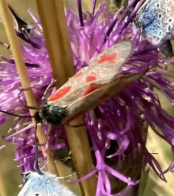 Zygaena loti - közönséges csüngőlepke