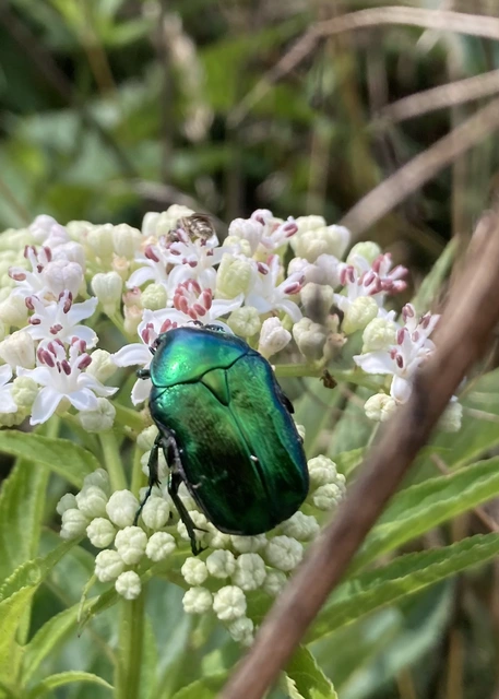 Cetonia aurata - aranyos virágbogár