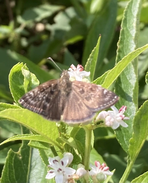 Erynnis tages - cigánylepke