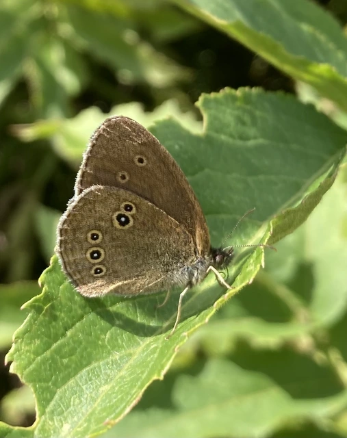 Aphantopus hyperanthus - közönséges ökörszemlepke