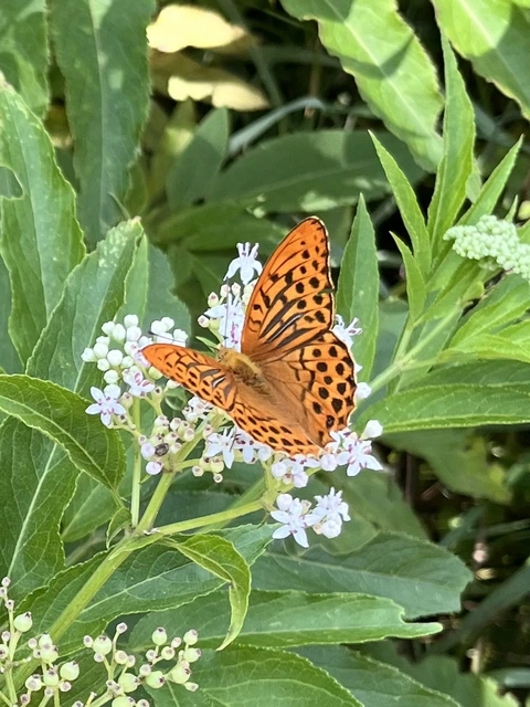 Argynnis paphia - nagy gyöngyházlepke