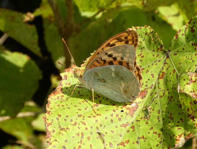 Argynnis pandora - zöldes gyöngyházlepke