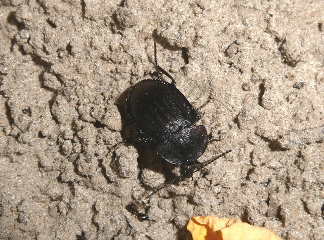 Phosphuga atrata - bordás csigarabló