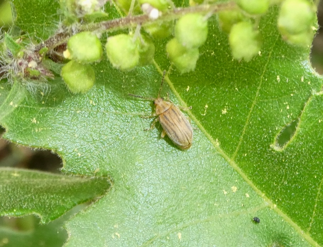 Ophraella communa - parlagfű-olajosbogár