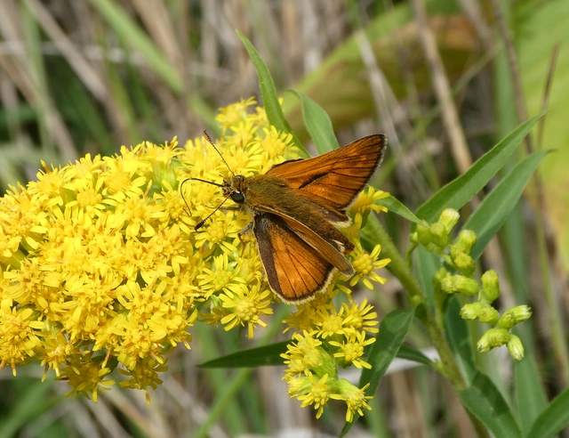 Ochlodes sylvanus - erdei busalepke