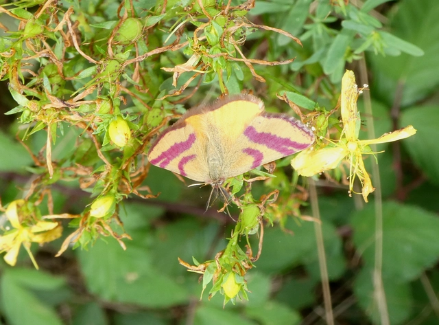 Lythria cruentaria - bíborcsíkos araszoló