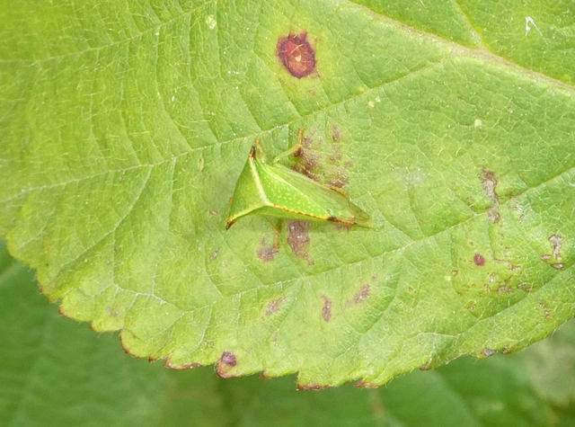Stictocephala bisonia - bivalykabóca