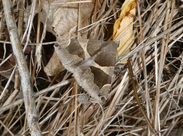 Dysgonia algira - déli porcelánbagoly
