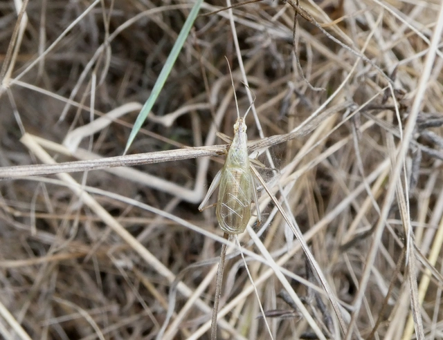 Oecanthus pellucens - pirregőtücsök