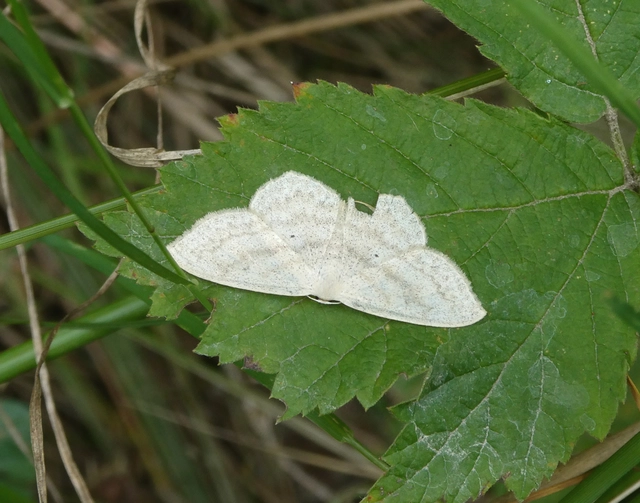 Scopula nigropunctata - feketepettyes araszoló