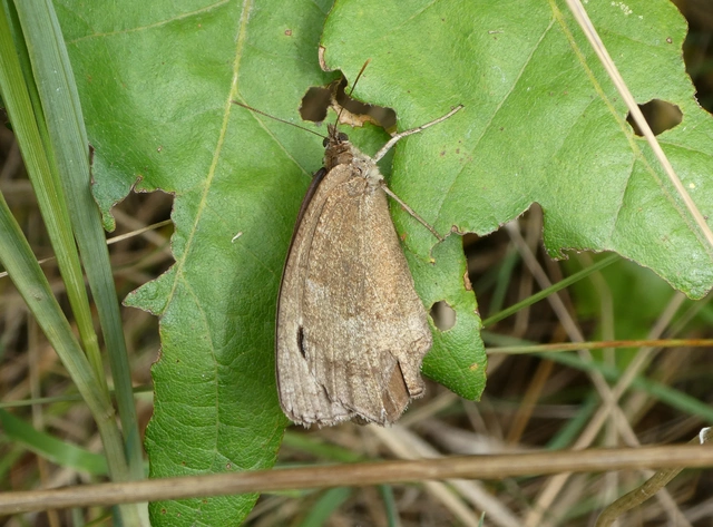 Minois dryas - fekete szemeslepke
