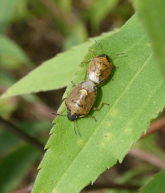 Rubiconia intermedia - bronzos címerespoloska