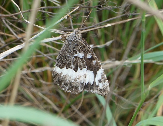 Brintesia circe - fehéröves szemeslepke